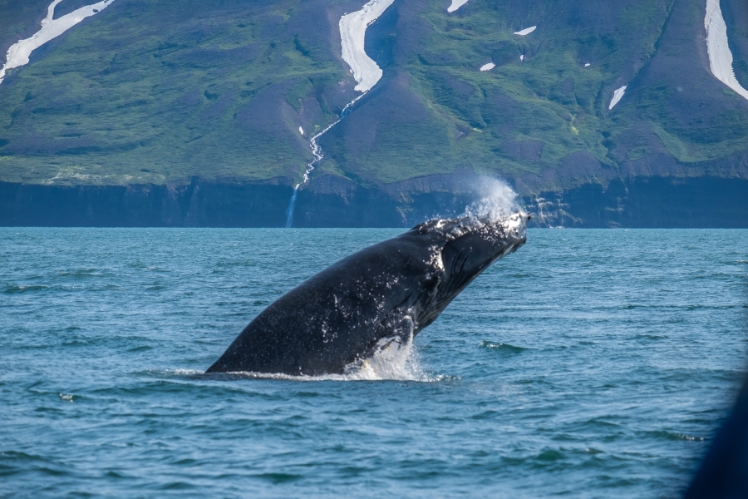 Whalewatching Dalvik