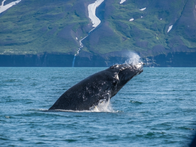 Whalewatching Dalvik