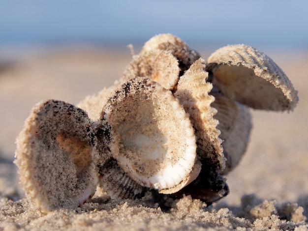 12 Insel Föhr