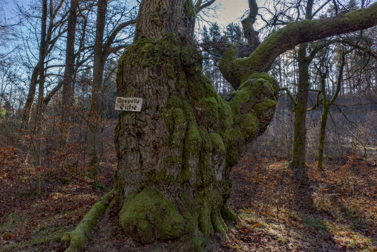 Doppelte Eiche bei Ostheim