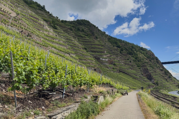 IMG_2565 Weinberge so weit das Auge reicht